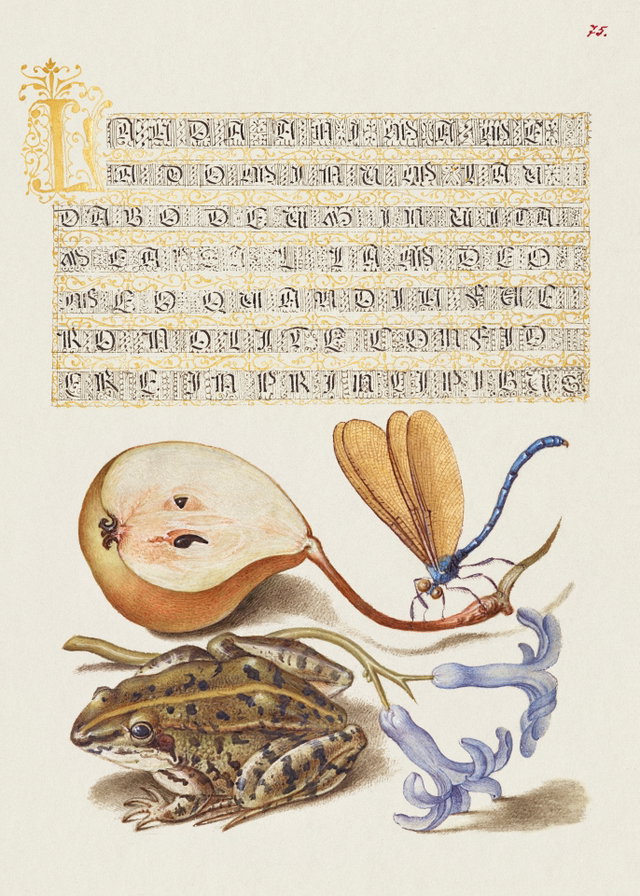 Frog, damselfly, and pear beneath illuminated calligraphy